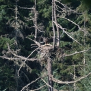 Immature bald eagle in its nest