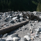 A washed down tree in the flood area of the Nisqually River