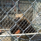 Bear research facility at Washington State University