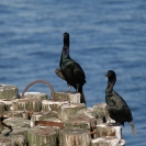 Cormorants sunning in Bremerton