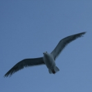 Seagull eyeing me