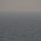 Whale spout and tail off in the distance