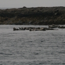 Some seals near a small islet