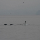 Humpback whales bubblenet feeding