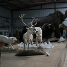 A building full of taxidermy