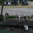 Some Alaskan Huskies waiting for their turn to run