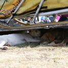 Puppies hiding in the shade