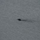 An otter swimming by