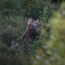 A moose near the road