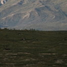 Caribou off in the distance
