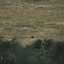 Our first glimpse of a bear, agonizingly just out of sight