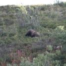 A bear cub