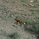 Another fox