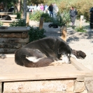 Sled dog sleeping in the sun