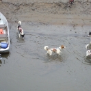After a run, the dogs hop in the river
