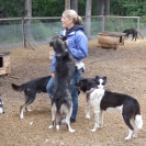 Some of the dogs from Trail Breaker Kennels