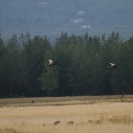 Couple of Sandhill Cranes coming down for a landing
