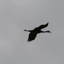 Sandhill Crane flying over