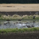 Sandhill Cranes in a pond
