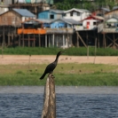 A cormorant standing on a post
