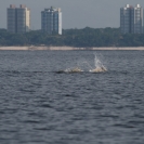 Our first brief glimpse of a pink dolphin