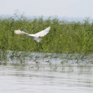 A great white egret along the Rio Negro
