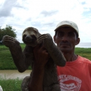 A sloth