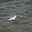 Probably a great white egret flying near the ship
