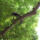 Monkey in the trees