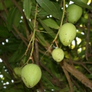 Some sort of fruit in the trees (mangos?)