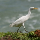 Some sort of small egret I believe