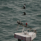 Pelicans hanging out at a channel marker