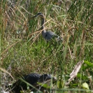 Alligator and great blue heron