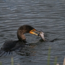 The cormorant caught a fish