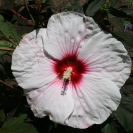 Kopper King Hibiscus flower
