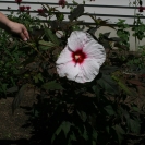 Kopper King Hibiscus plant with flower