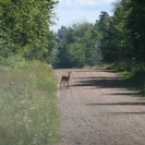 Deer outside the Pictured Rocks National Lakeshore
