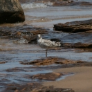 Bird searching for food along the shore