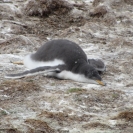 Young gentoo penguin taking a nap