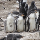 Young gentoo penguins