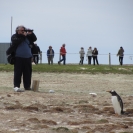 Gentoo penguin watching Gary take photos