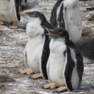Couple more gentoo penguins