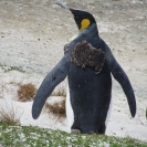 King penguin moulting