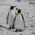 Couple of king penguins