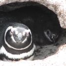 Magellenic penguin in a nest