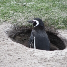 Magellenic penguin peeking out of his nest