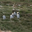 King penguins working their way across the hillside