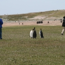 King penguins being watched by people