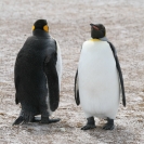 Front and back look at king penguins