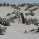 King penguin walking through the sand